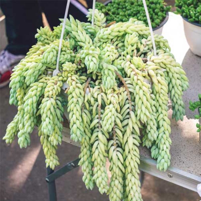 Burro’s Tail (Sedum morganianum)