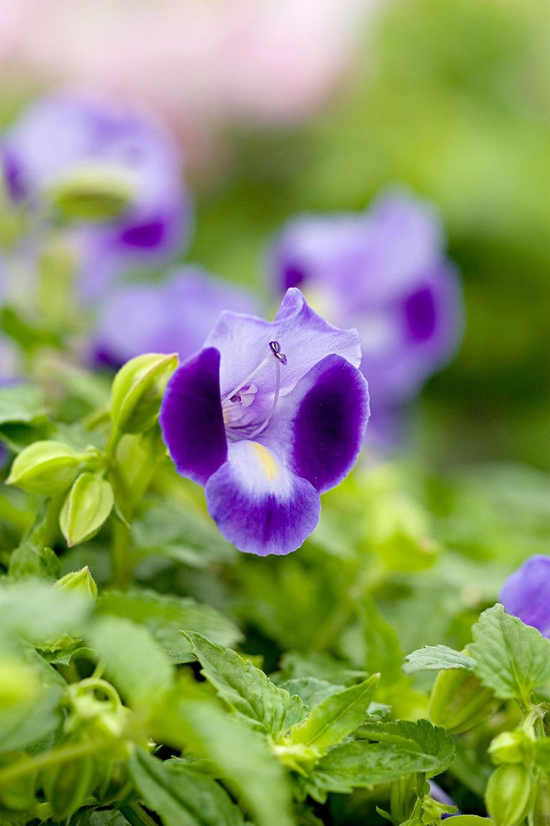 Torenia