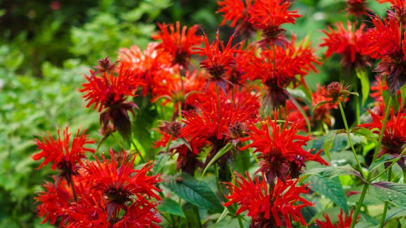 Bee Balm