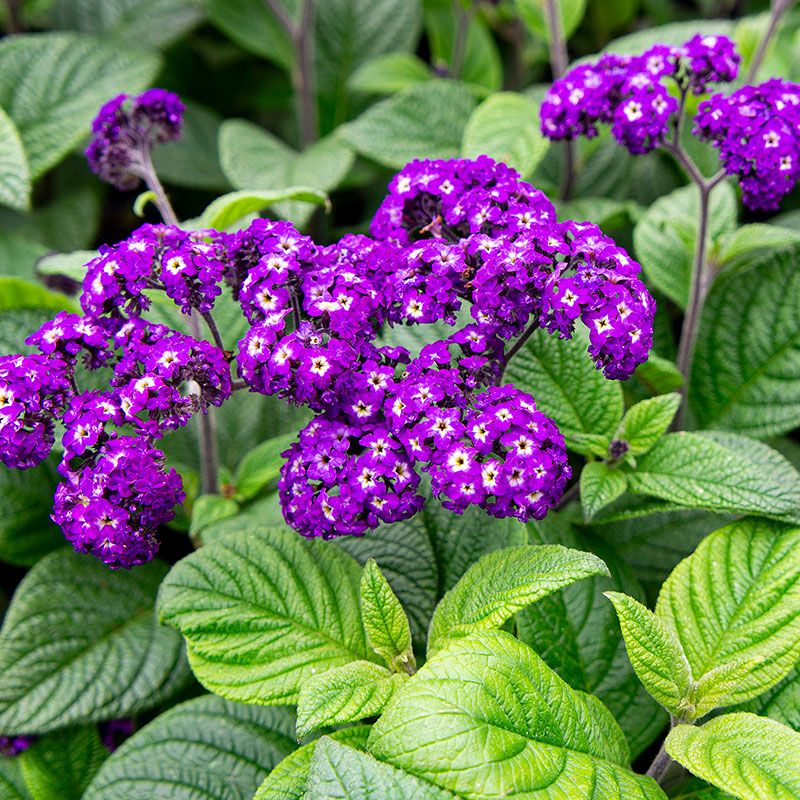 Heliotrope (Heliotropium arborescens)