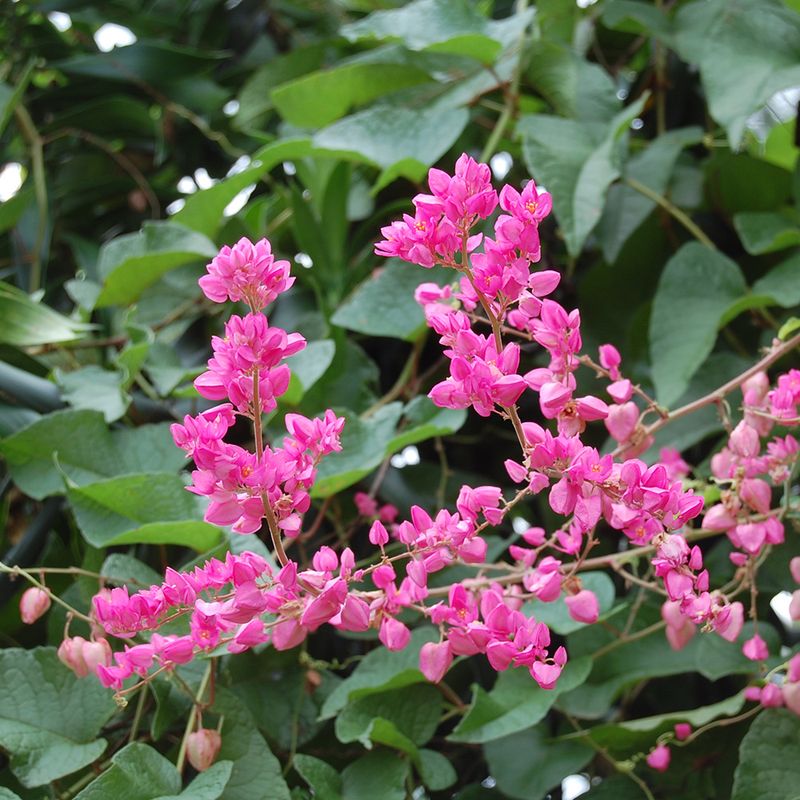 Coral Vine