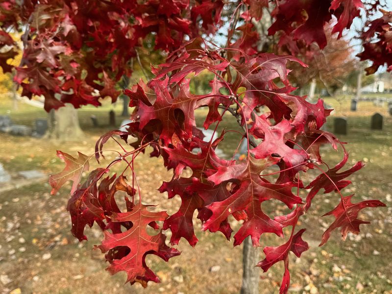 Scarlet Oak