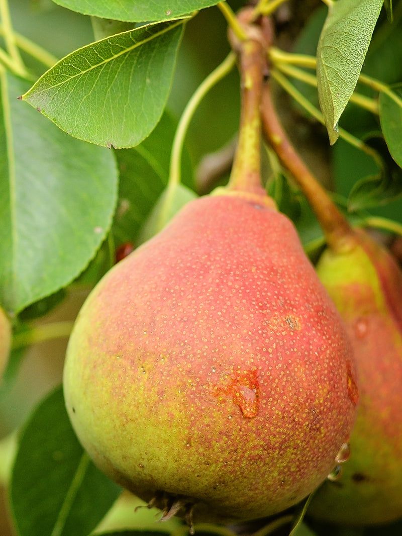 Bartlett Pear