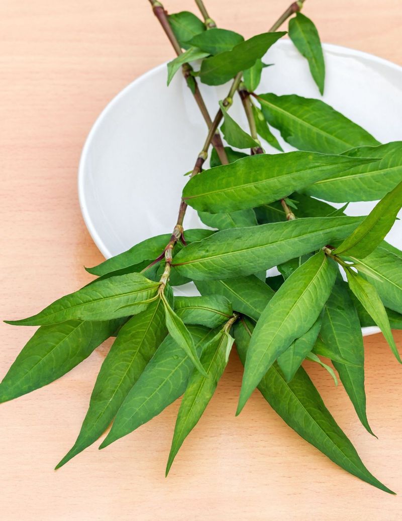Vietnamese Coriander (Persicaria odorata)