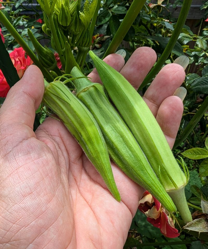 Okra (Abelmoschus esculentus)