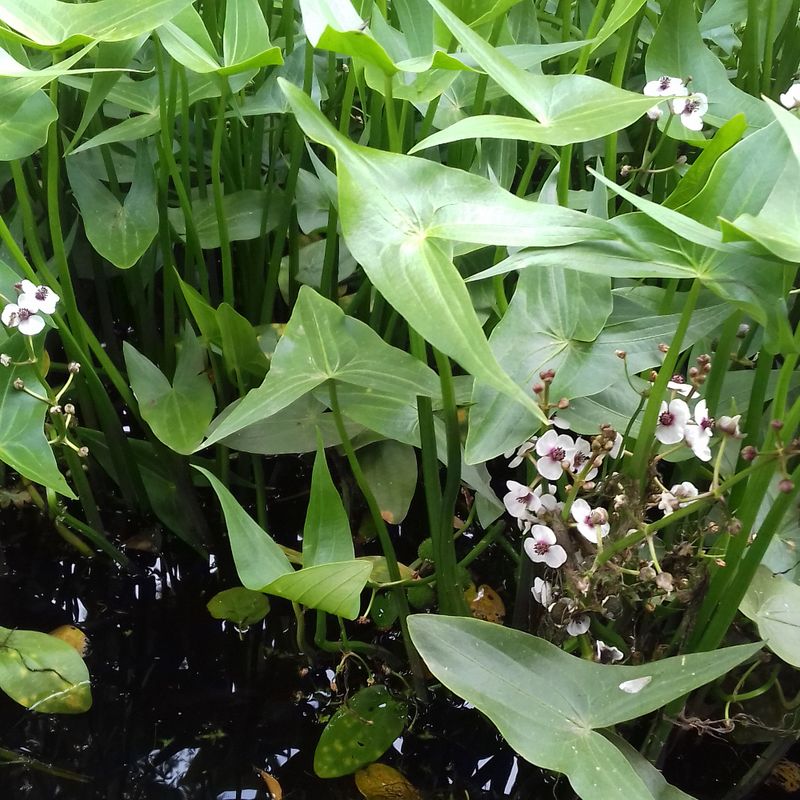 Arrowhead Plant (Sagittaria)