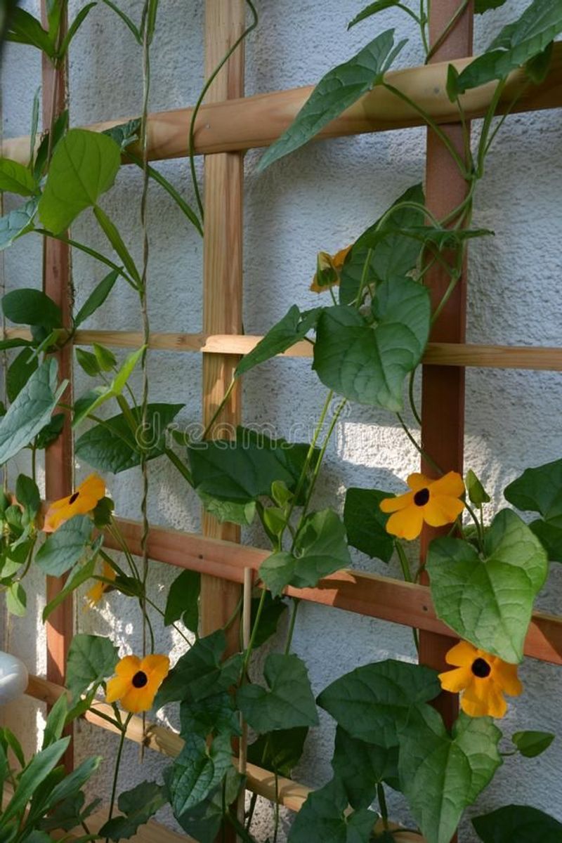 Black-eyed Susan Vine