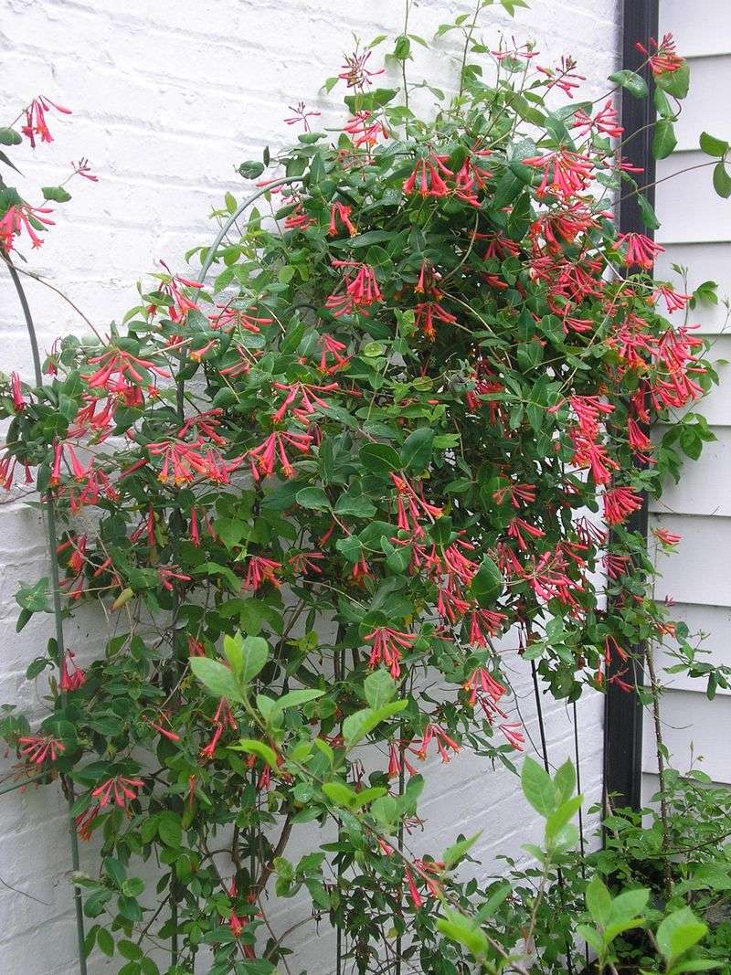 Honeysuckle (Lonicera spp.)