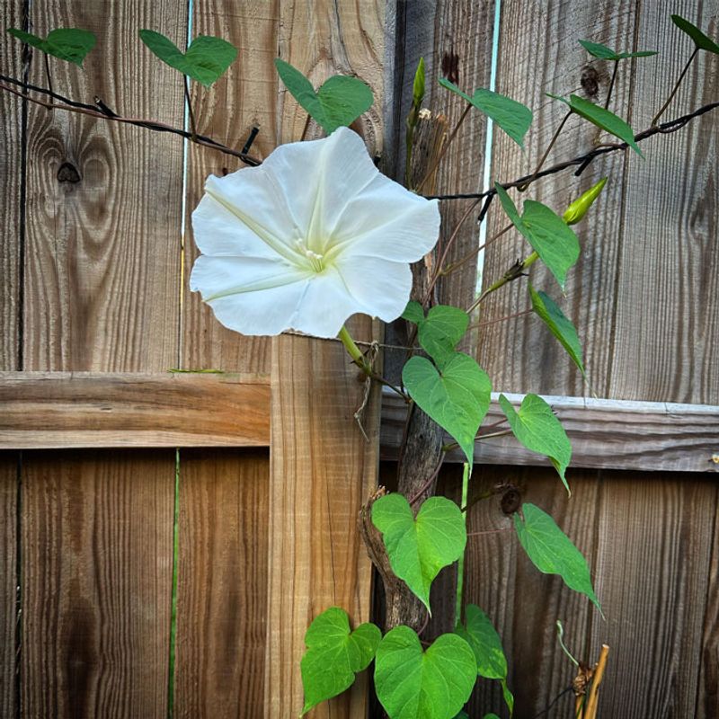 Moonflower