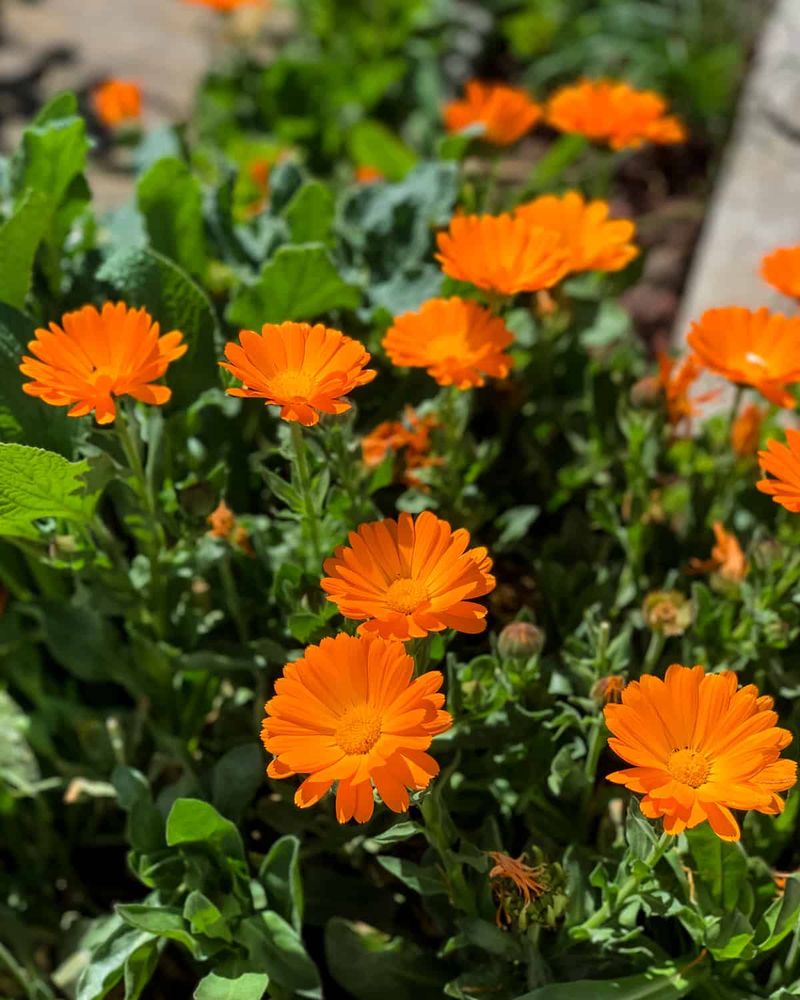 Calendulas