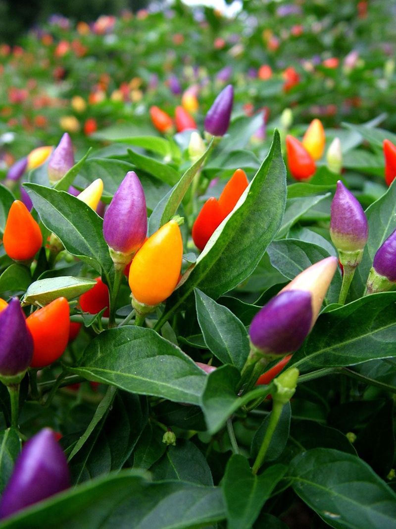 Ornamental Peppers