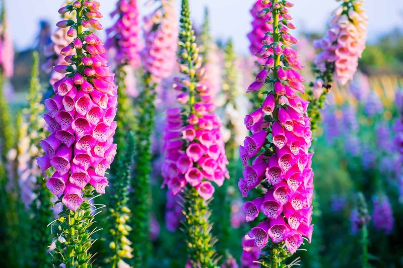 Foxgloves