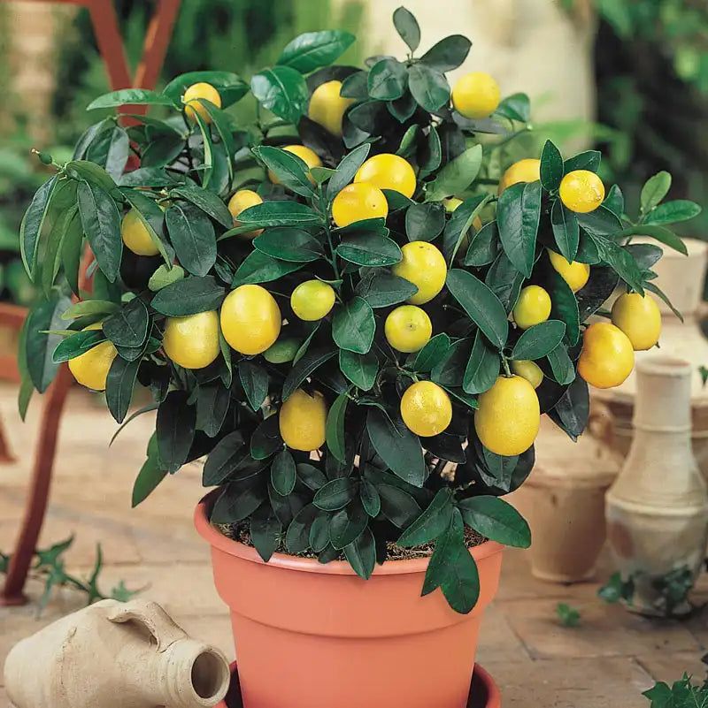 Citrus Trees (Dwarf Lemon, Lime)