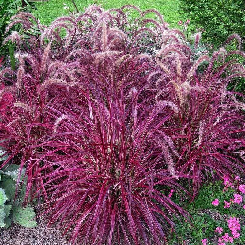 Purple Fountain Grass (Pennisetum setaceum ‘Rubrum’)