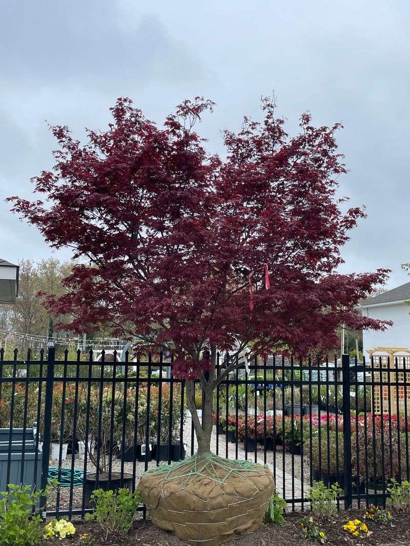 Japanese Maple ‘Bloodgood’