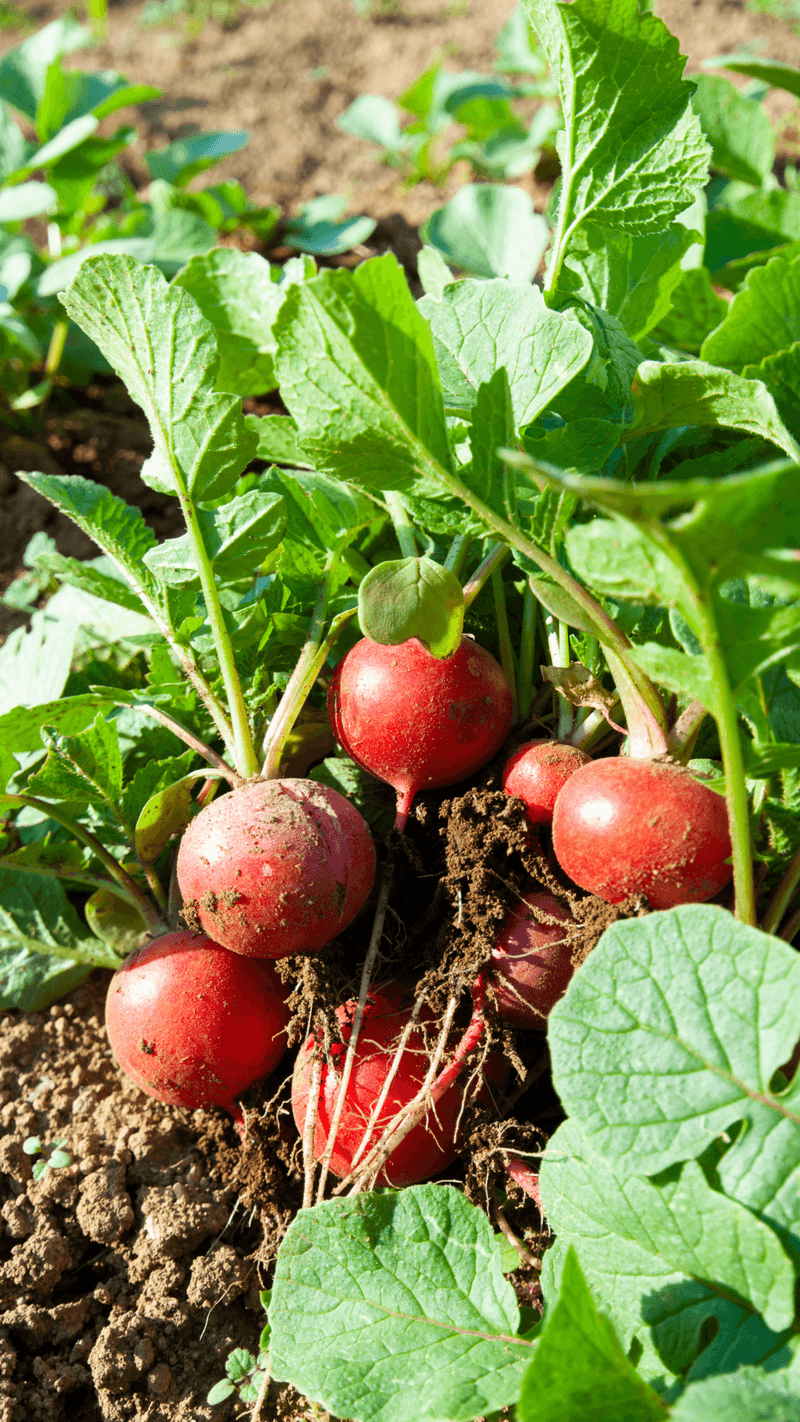 Radishes