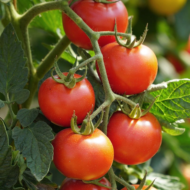 Tomatoes