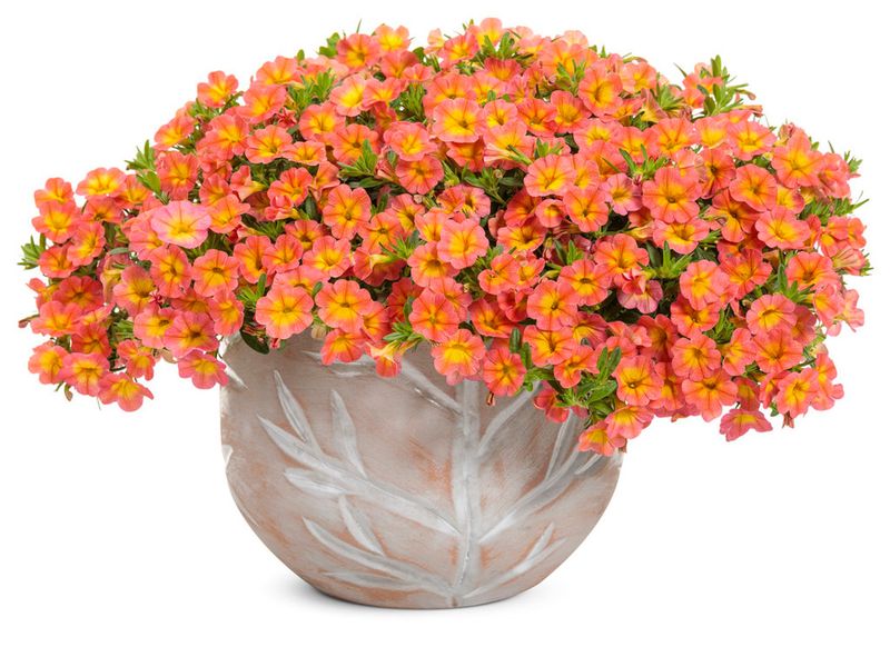 Cascading Calibrachoa Cascade