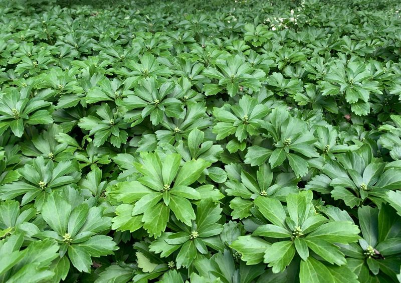 Pachysandra Terminalis