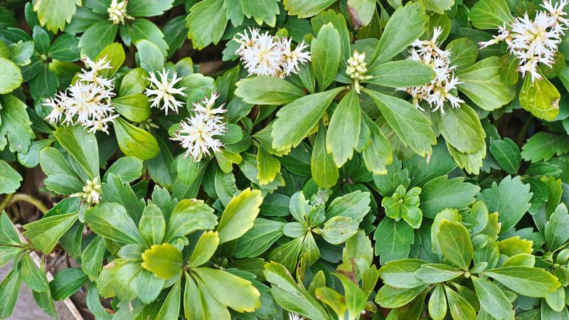 Pachysandra