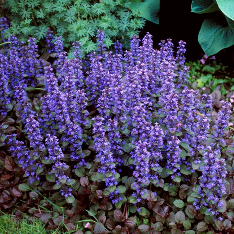 Ajuga