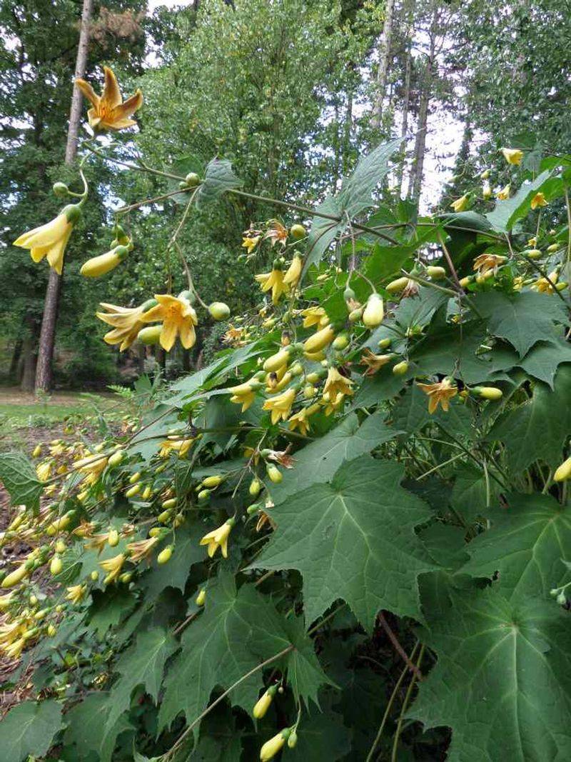 Yellow Wax Bells