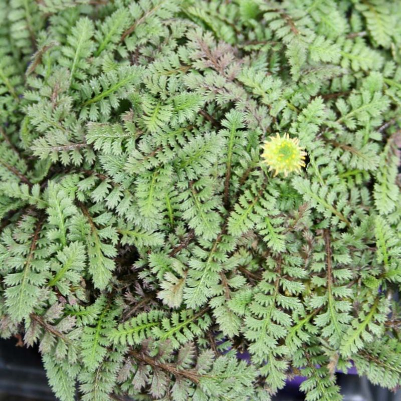 Brass Buttons (Leptinella squalida)