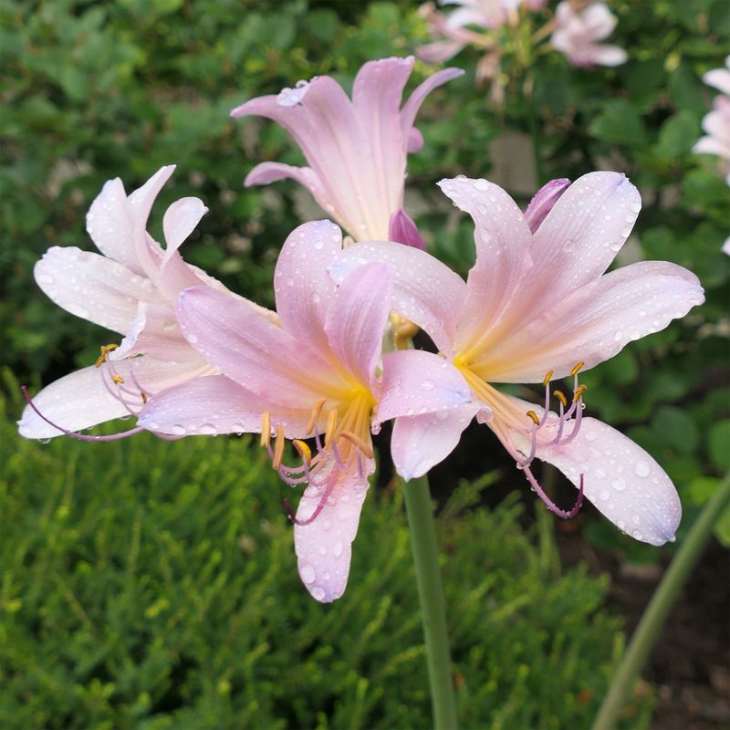 Resurrection Lily (Lycoris squamigera)