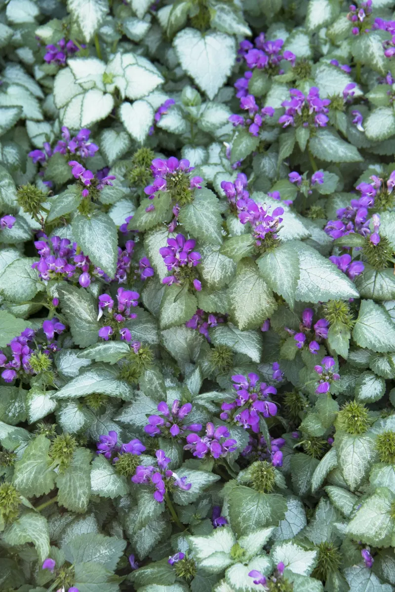Lamium (Dead Nettle) (Lamium maculatum)