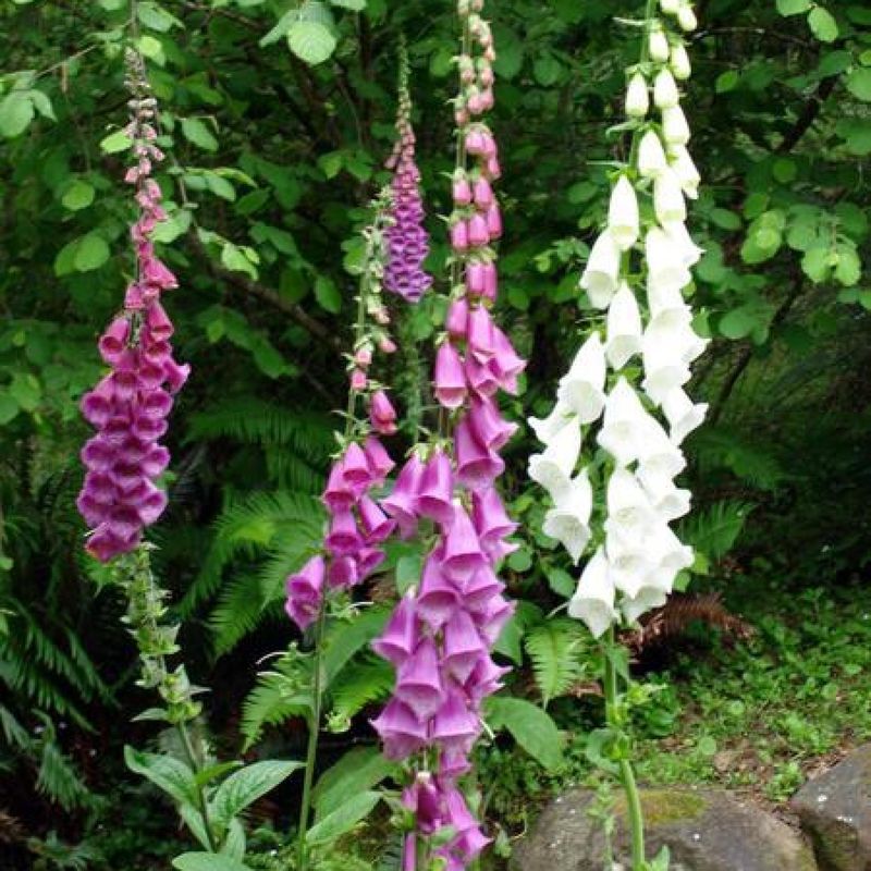 Foxglove