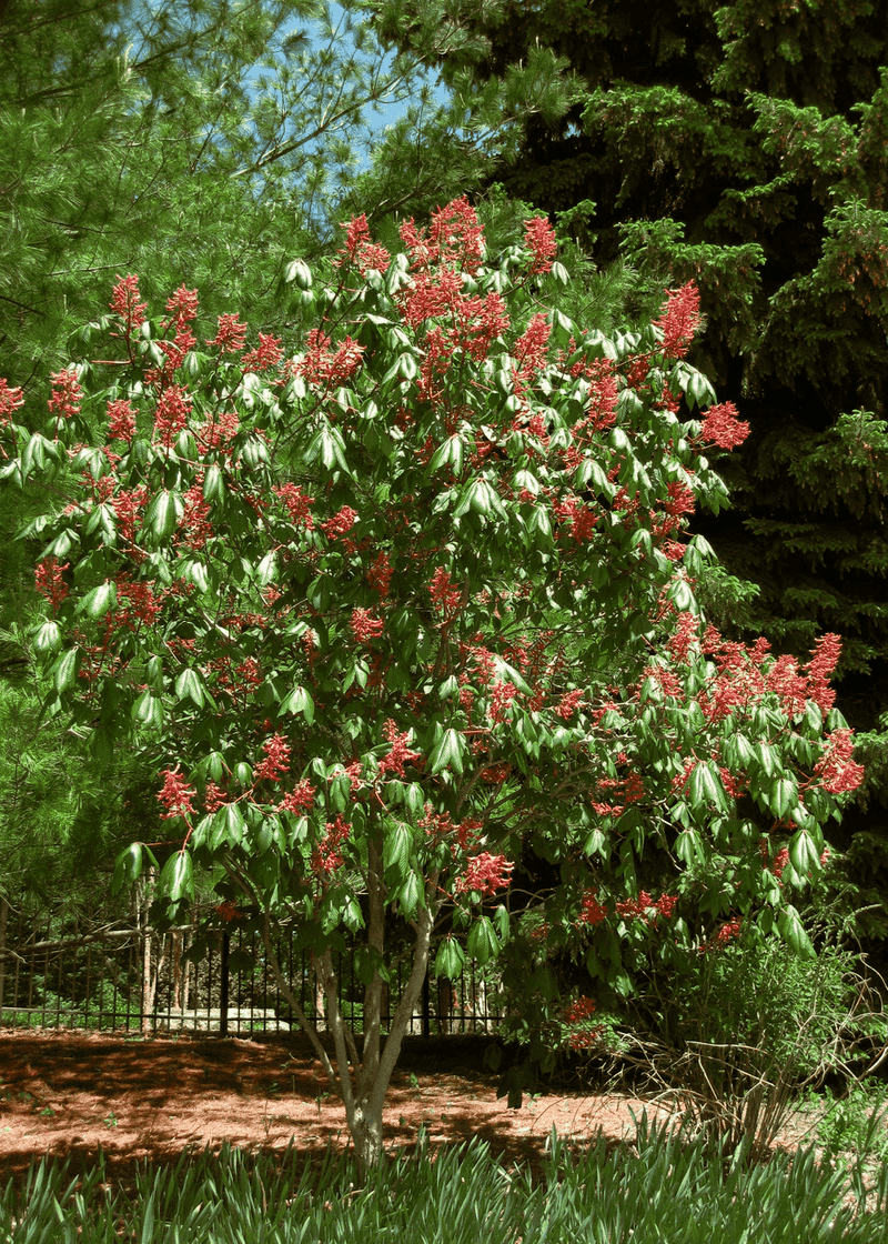 Red Buckeye (Aesculus pavia)
