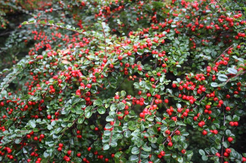 Cotoneaster (Cotoneaster spp.)