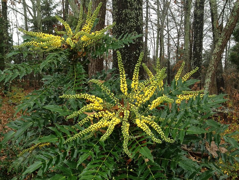 Mahonia's Architectural Form