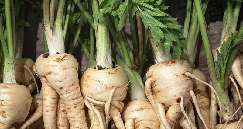 Parsnips
