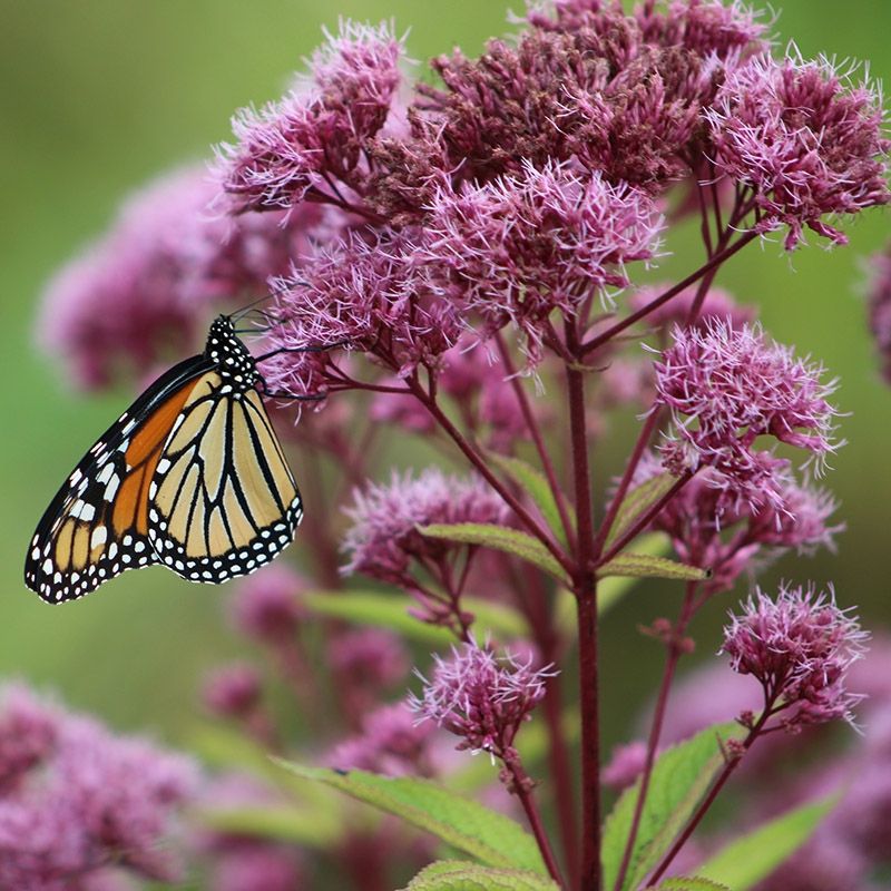 Joe Pye Weed