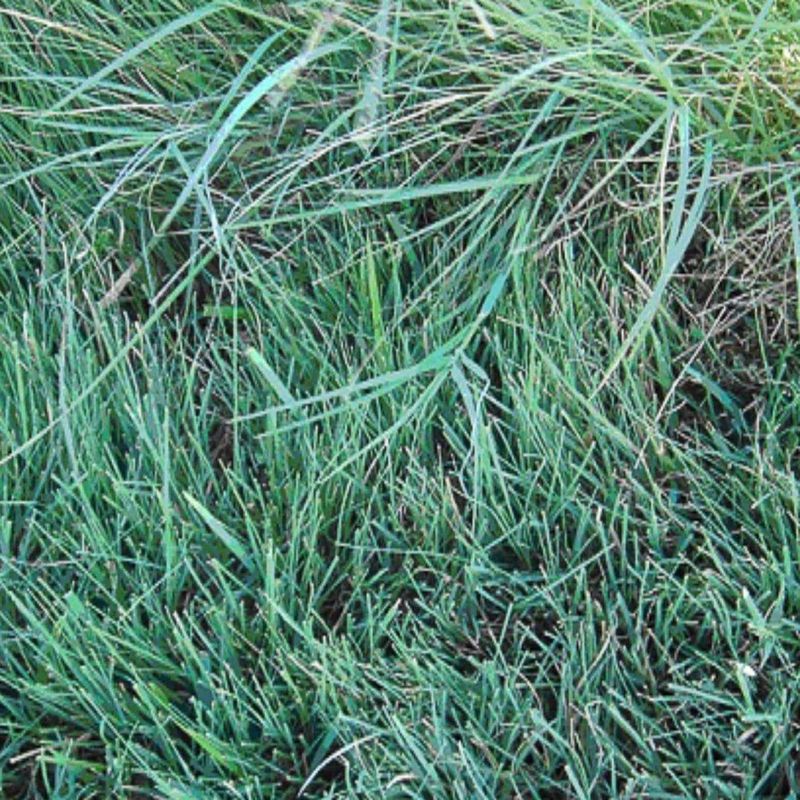 Buffalo Grass