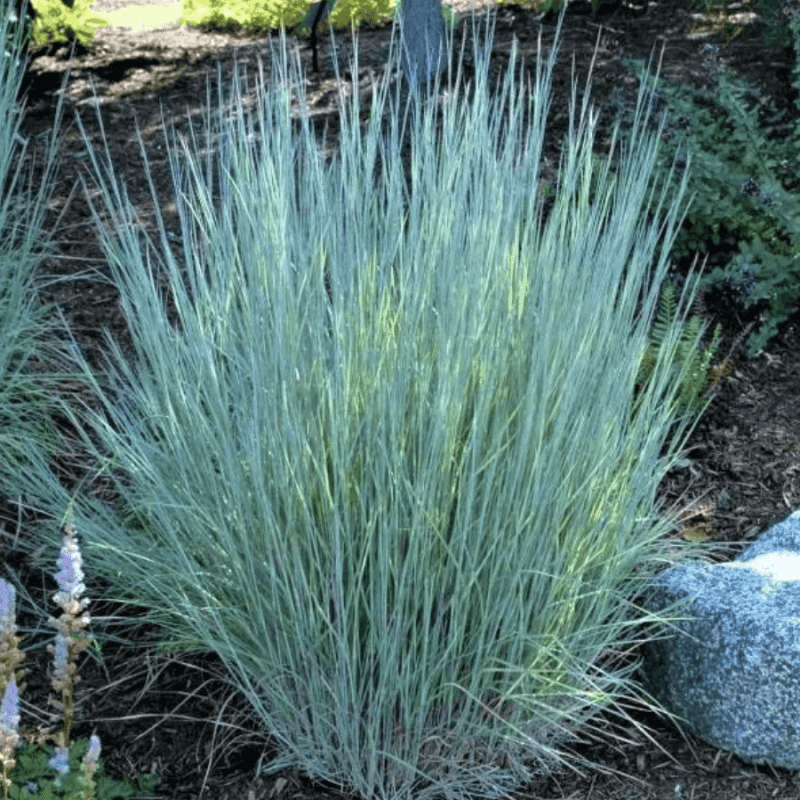 Little Bluestem (Schizachyrium scoparium)