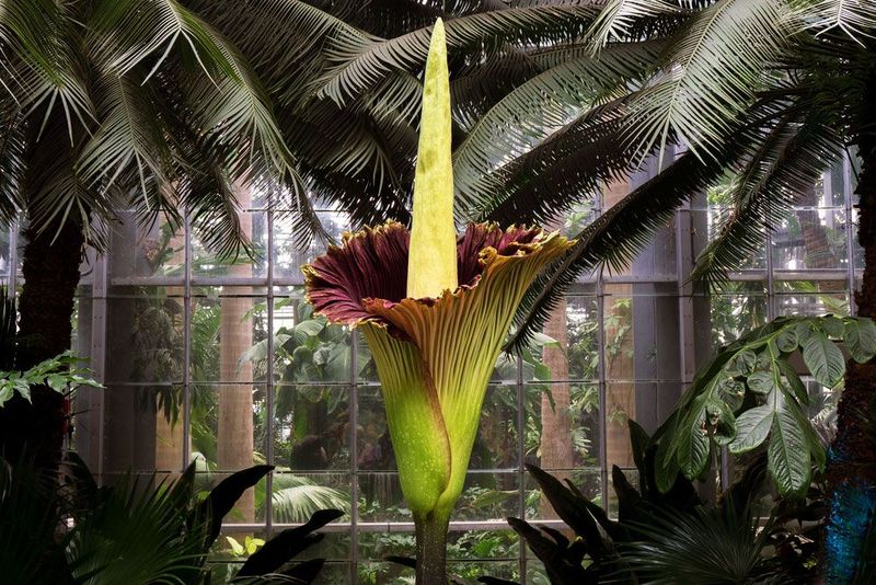Titan Arum
