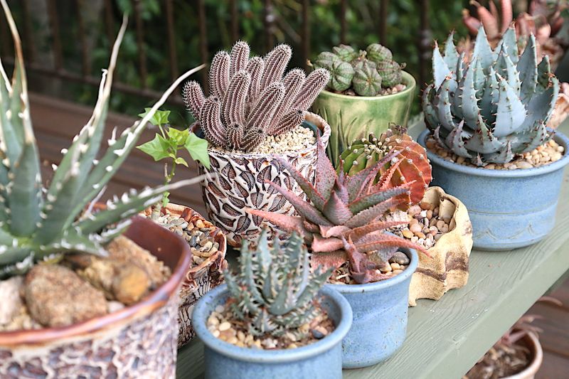 Succulent Arrangements