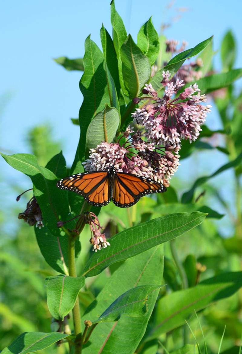 Prairie Milkweed