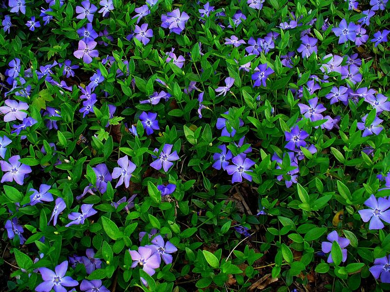 Periwinkle (Vinca minor)