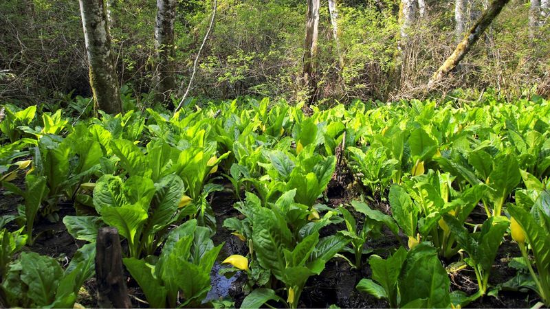 Skunk Cabbage