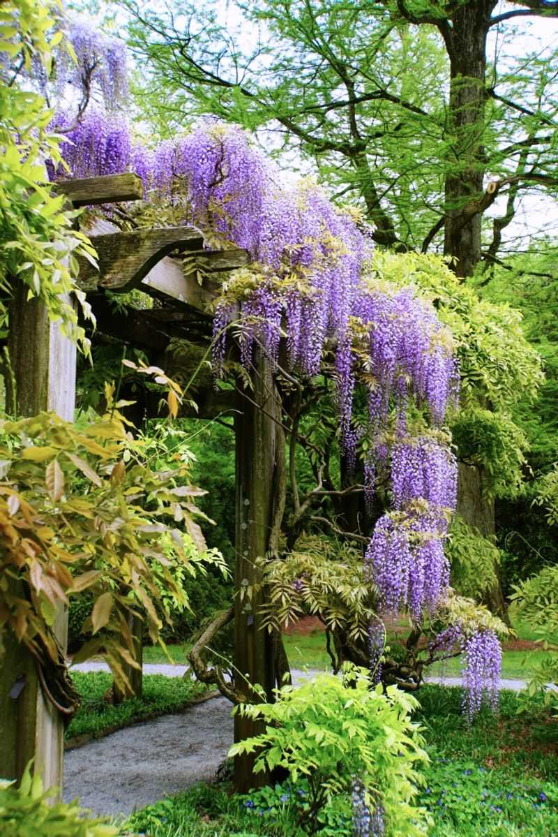 Wisteria
