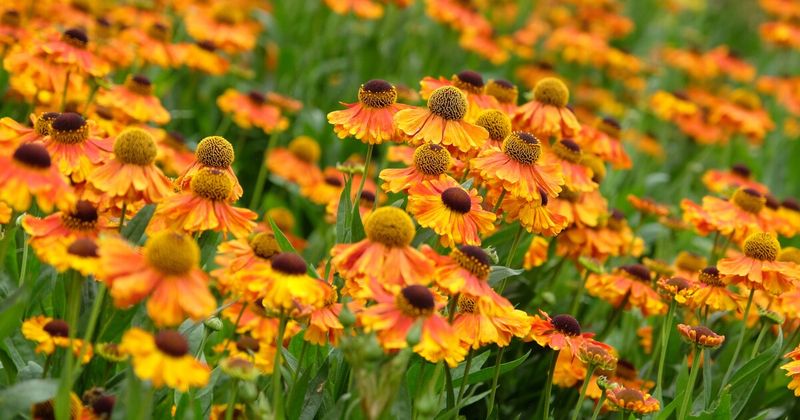 Helenium