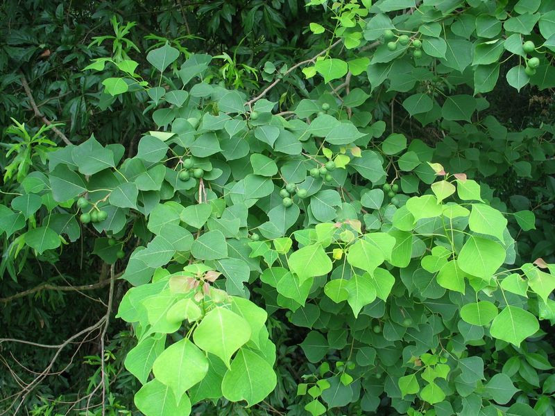 Chinese Tallow Tree (Triadica sebifera)