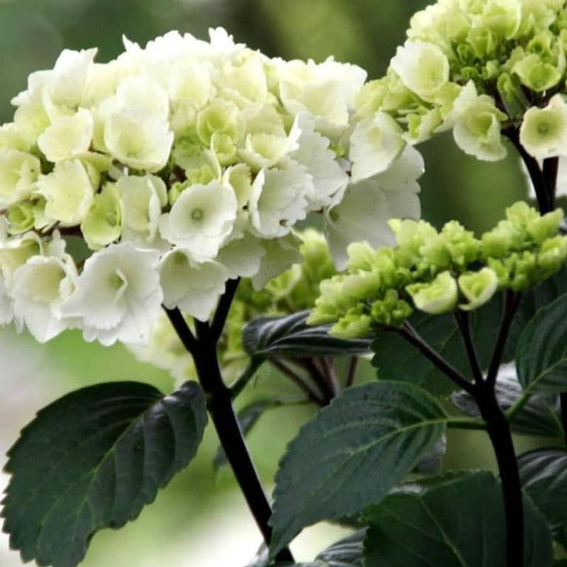 Zebra Hydrangea