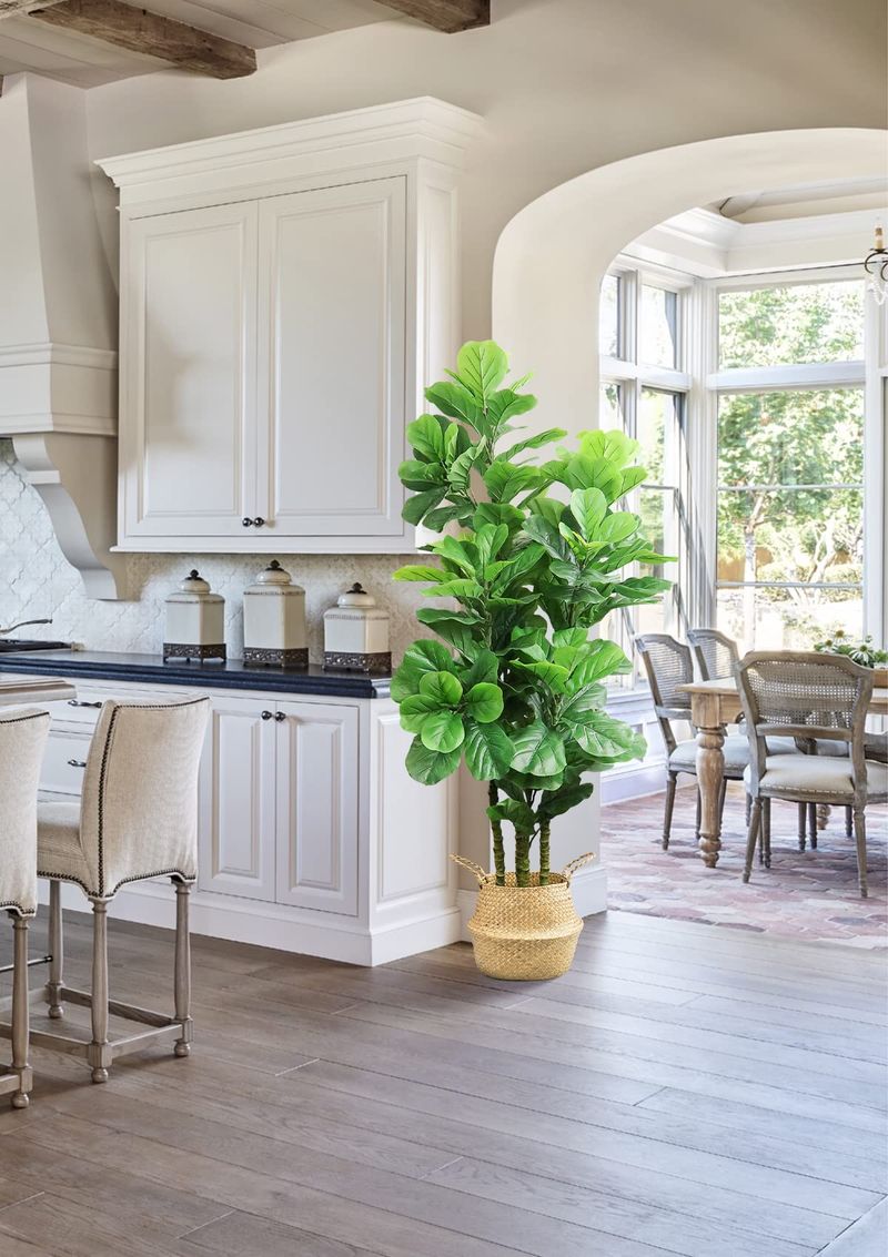 Fiddle Leaf Fig