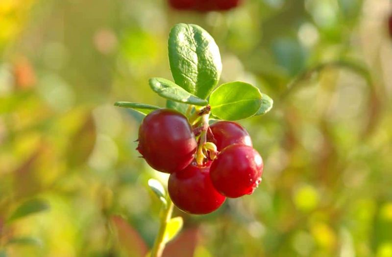 Siberian Berry