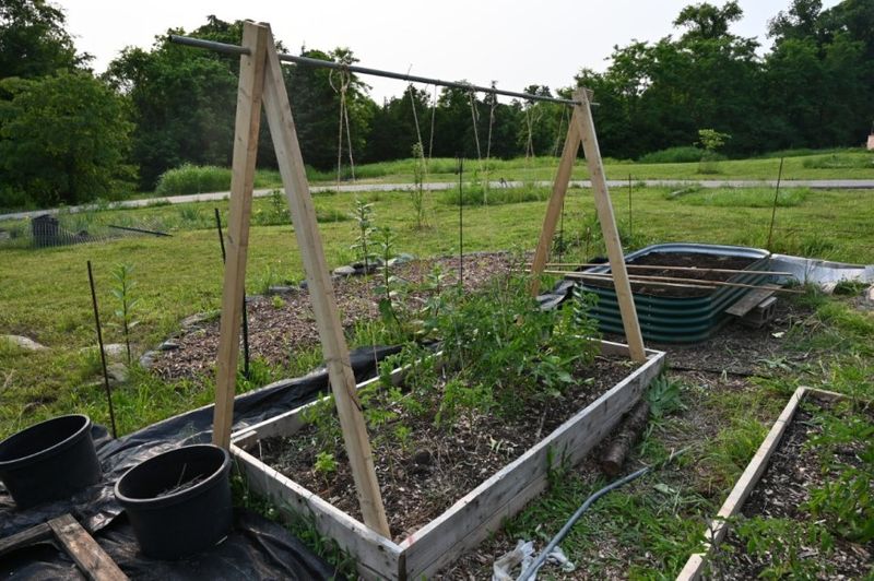 Ladder or A-Frame Trellis (Maximum Stability)