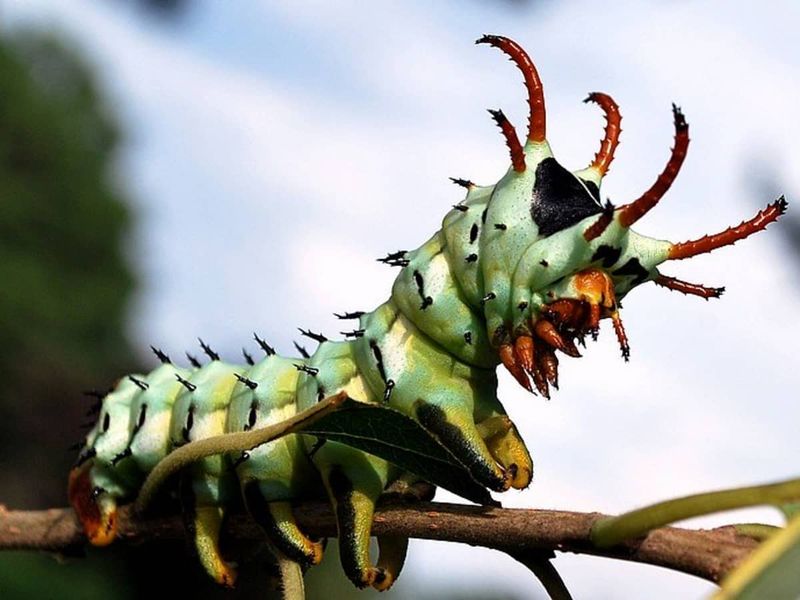 Hickory Horned Devil
